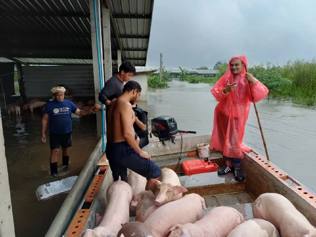 “ธรรมนัส” สั่งกรมปศุสัตว์ส่งหญ้าอาหารสัตว์พระราชทาน ช่วยน้ำท่วมใต้