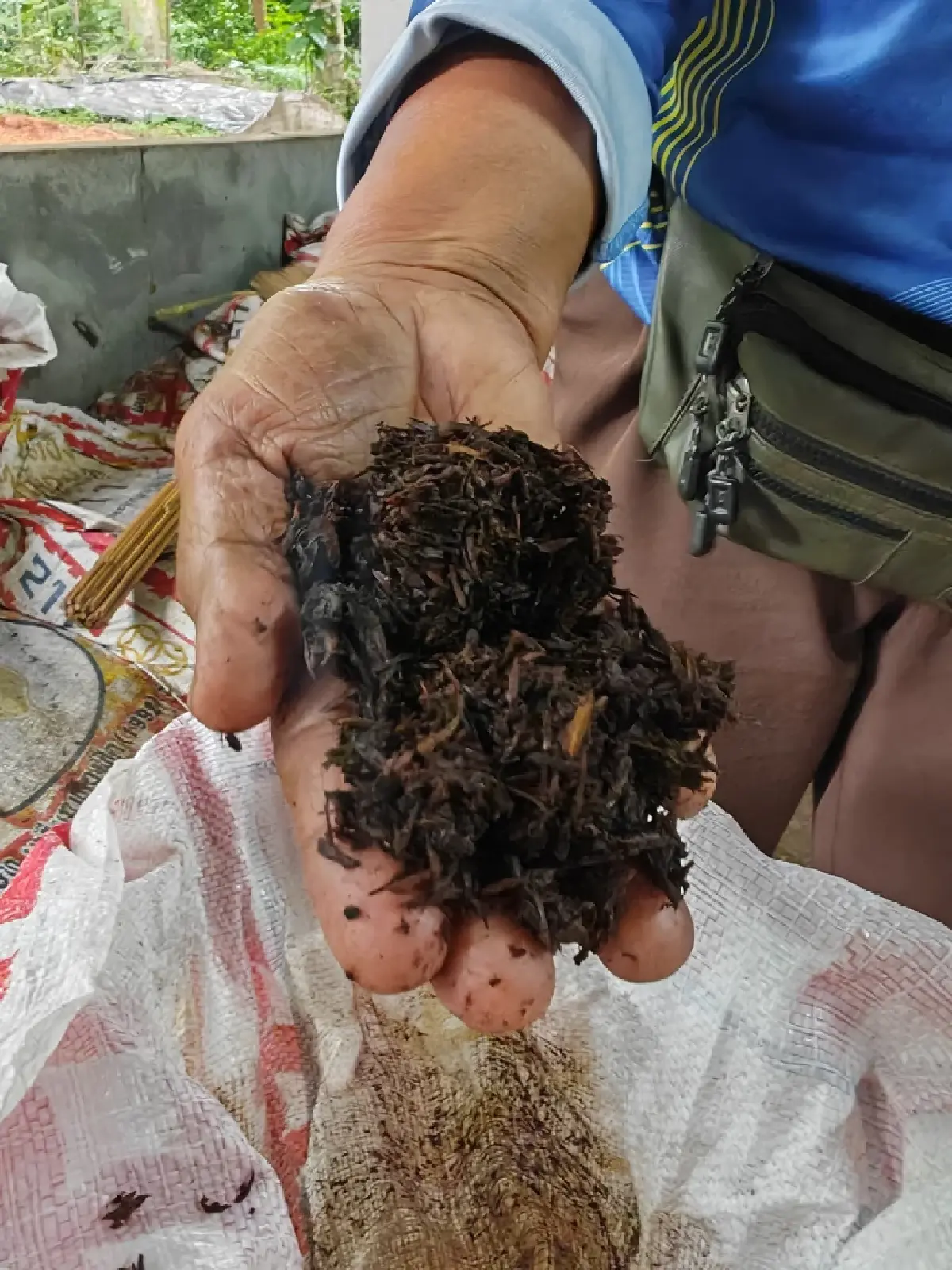 “โบกาฉิ” พลิกดินเสื่อมสู่เกษตรอินทรีย์ เปลี่ยนวิถีชุมชนจังหวัดกระบี่