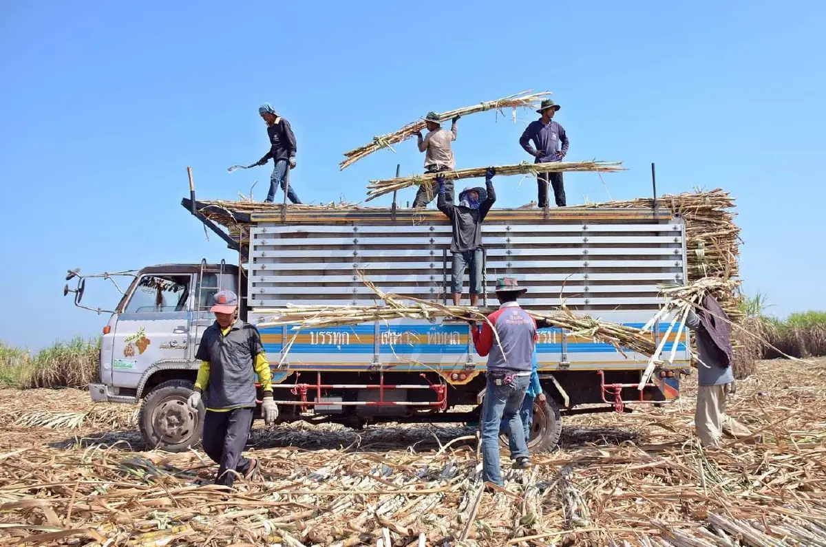 บอร์ดกอน. เคาะราคาอ้อยขั้นต้น ปี 68/69 ราคาเดียวทั่วไทย ที่ 890 บาท/ตัน