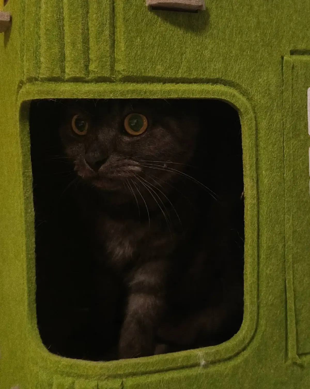 รู้จัก "กฎหมายสัตว์เลี้ยงใหม่" กทม. คุมเข้ม จำนวน-สุขลักษณะ