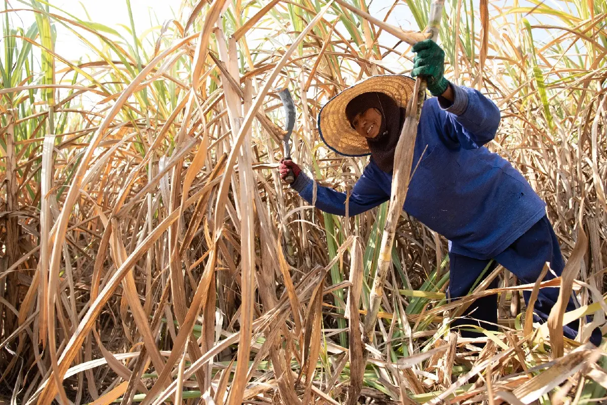 3 สมาคมโรงงานน้ำตาล ป้องชาวไร่ ยันอ้อยไม่ใช่ “จำเลยสังคม" ปม PM2.5
