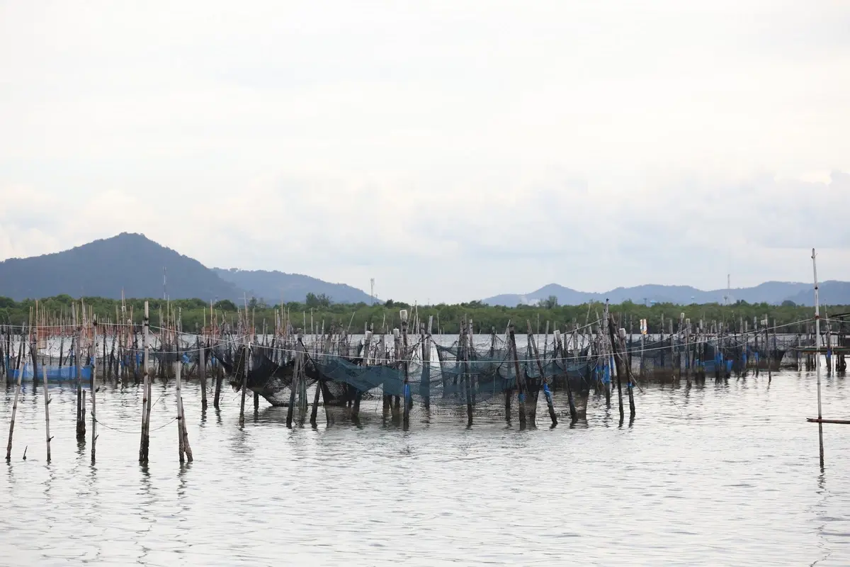 มูลนิธิซีพีผนึกเครือข่ายฟื้น 'ปลากะพง 3 น้ำ GI' กอบกู้อาชีพทะเลสาบสงขลา