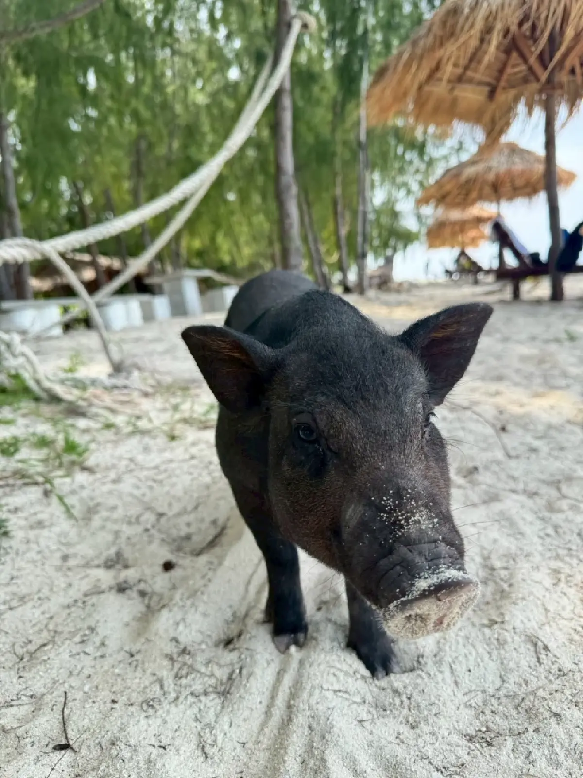 SAii Koh Samui Villas รีสอร์ตหรูริมทะเล สวรรค์แห่งการพักผ่อน