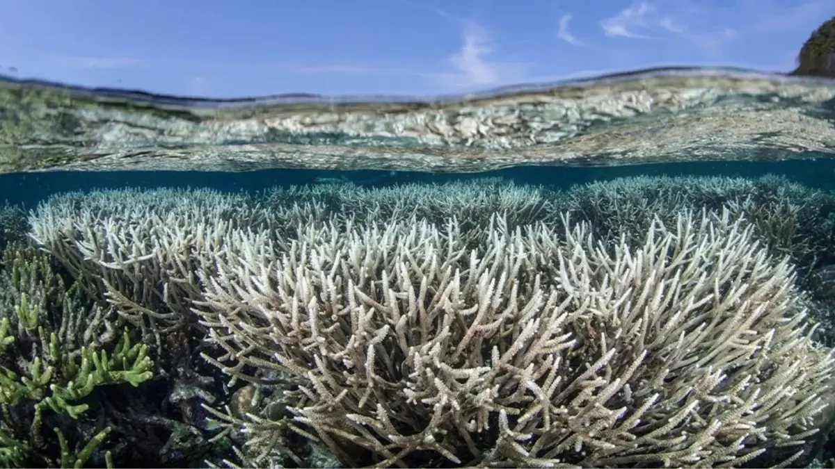 'หมี' คำแห่งปี 2025 ของญี่ปุ่น! เมื่อ ‘โลกร้อน’ เลวร้ายกว่าที่คิด