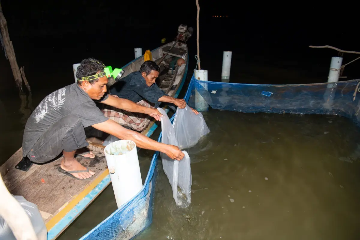 มูลนิธิซีพีผนึกเครือข่ายฟื้น 'ปลากะพง 3 น้ำ GI' กอบกู้อาชีพทะเลสาบสงขลา