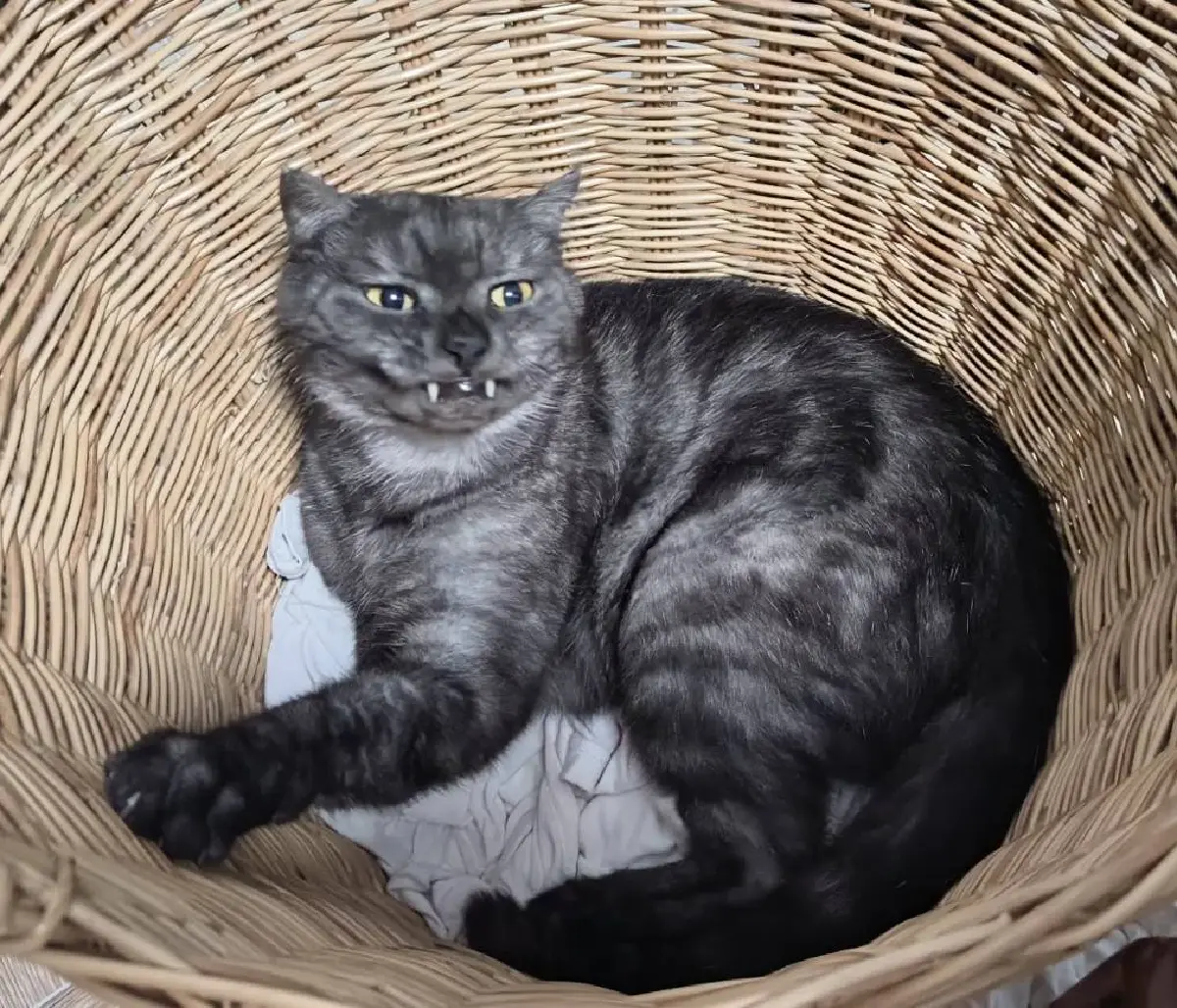 รู้จัก "กฎหมายสัตว์เลี้ยงใหม่" กทม. คุมเข้ม จำนวน-สุขลักษณะ