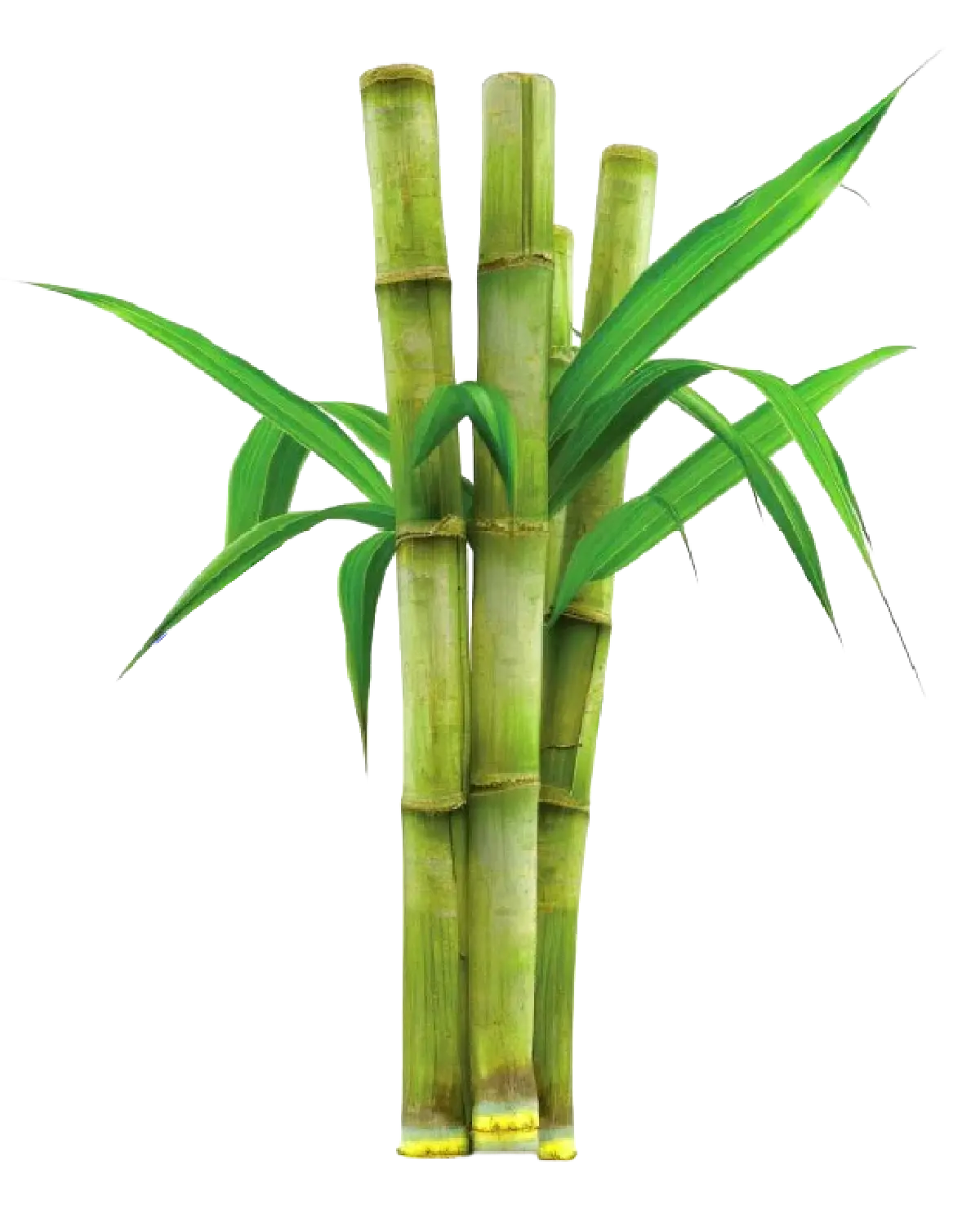 BOI ไฟเขียว FastPass "บราสเคม สยาม" เร่งลงทุนโรงงานเอทิลีนชีวภาพแห่งแรกในเอเชีย เสร็จปี 2571