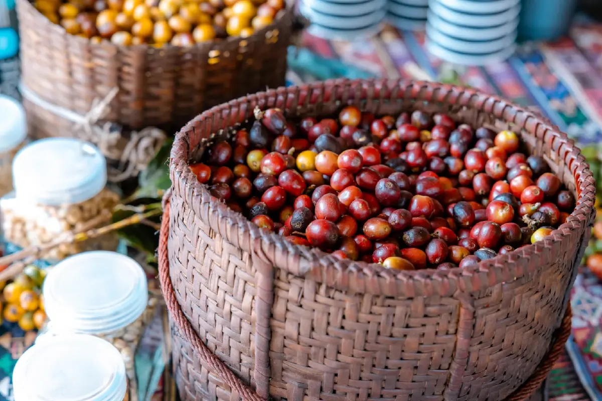 กาแฟเปลี่ยนชีวิต OR จับมือปางขอน–ผาลั้ง ปั้นต้นแบบกาแฟยั่งยืนของไทย