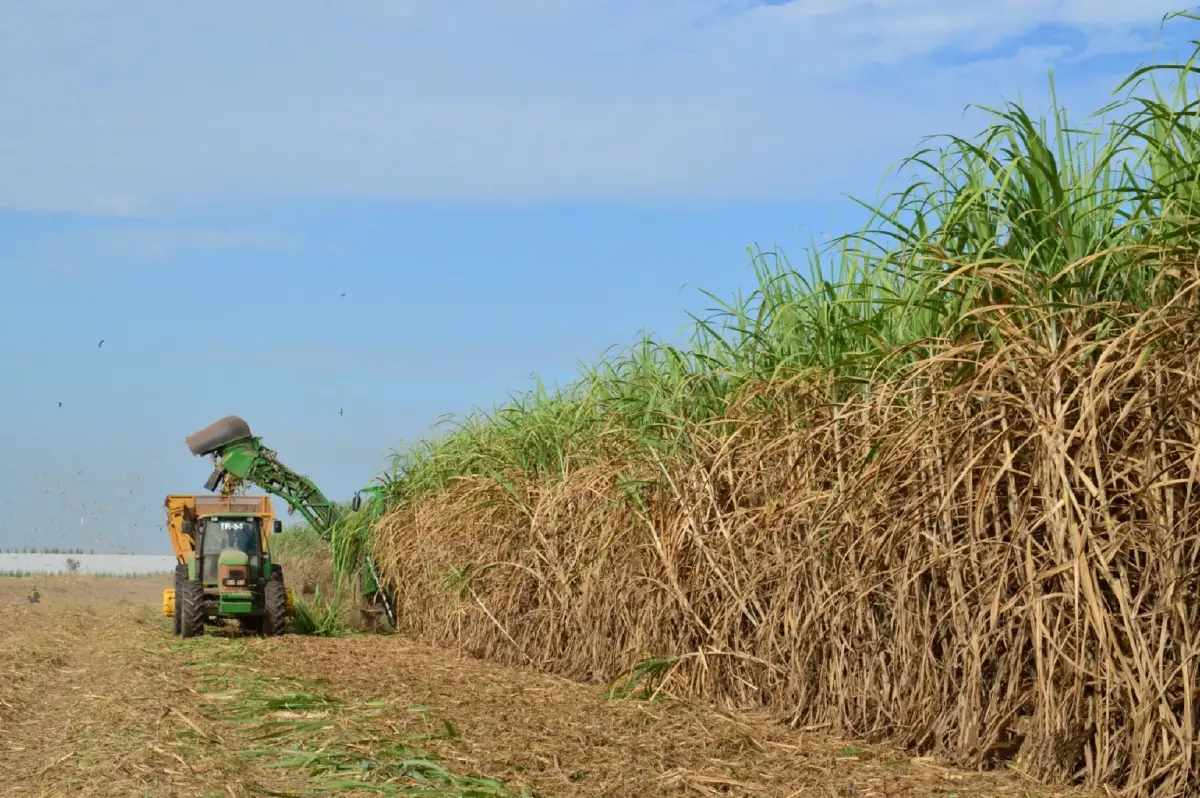 3 สมาคมโรงงานน้ำตาล ป้องชาวไร่ ยันอ้อยไม่ใช่ “จำเลยสังคม" ปม PM2.5