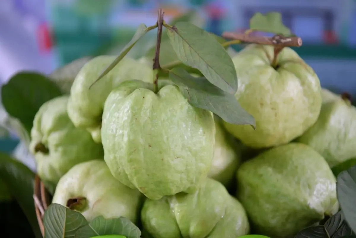 “ฝรั่งสามพราน” GI หนึ่งเดียวของไทย ทำรายได้ปีละกว่า 350 ล้านบาท