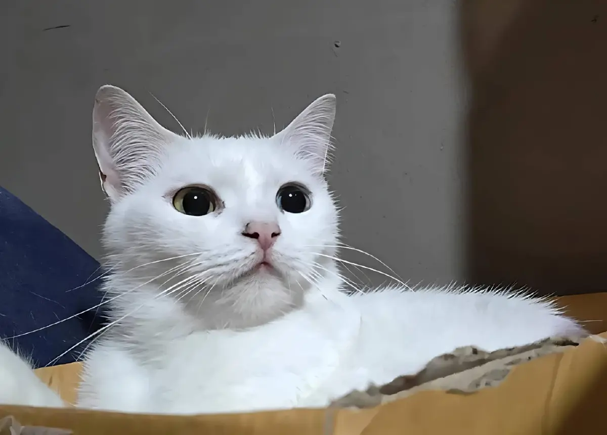 รู้จัก "กฎหมายสัตว์เลี้ยงใหม่" กทม. คุมเข้ม จำนวน-สุขลักษณะ