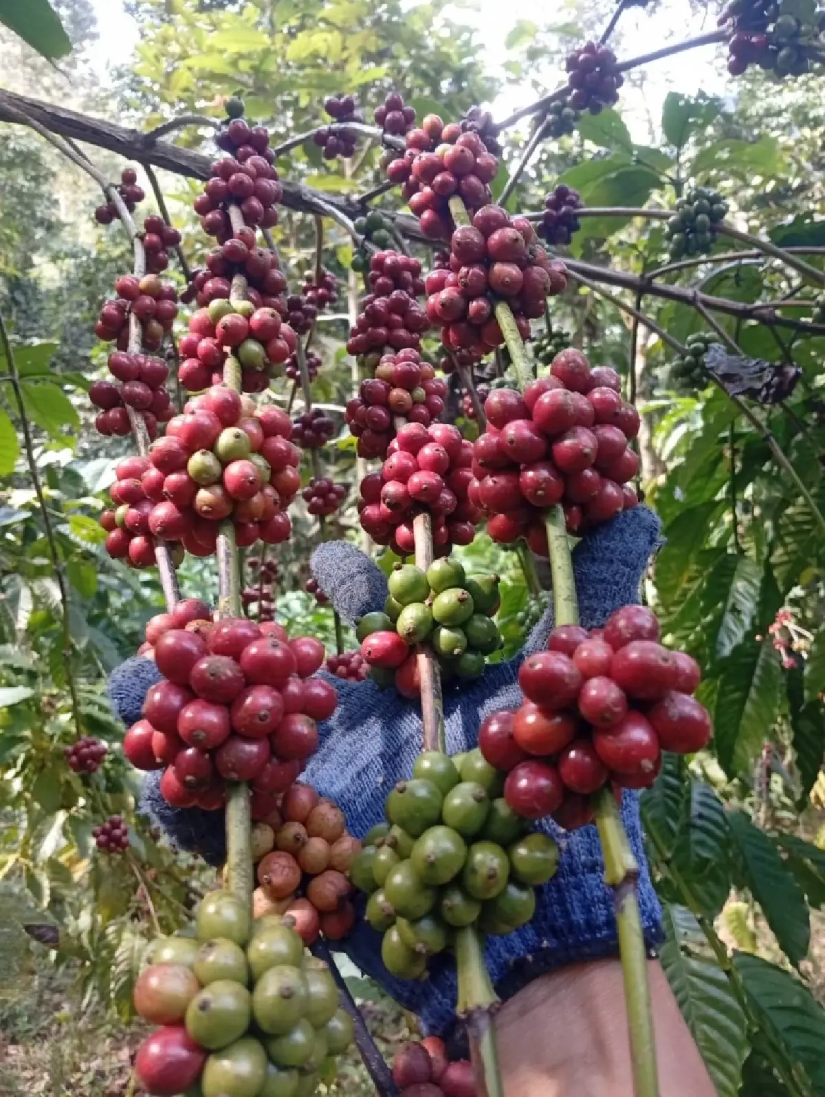 หนุนชุมพรปั้น “มหานครโรบัสต้า” ดันกาแฟไทยสุดคูลสู่เวทีโลก