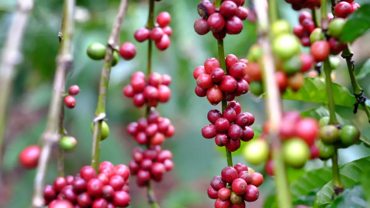 ‘หอมละมุน’ กาแฟดริปจากชุมพร ที่จะเปลี่ยนมุมมองต่อ ‘โรบัสต้า’ ไปตลอดกาล!