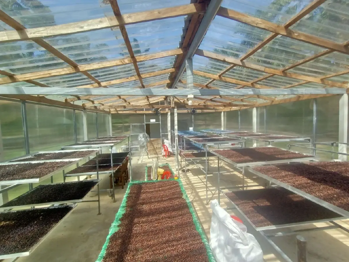 หนุนชุมพรปั้น “มหานครโรบัสต้า” ดันกาแฟไทยสุดคูลสู่เวทีโลก