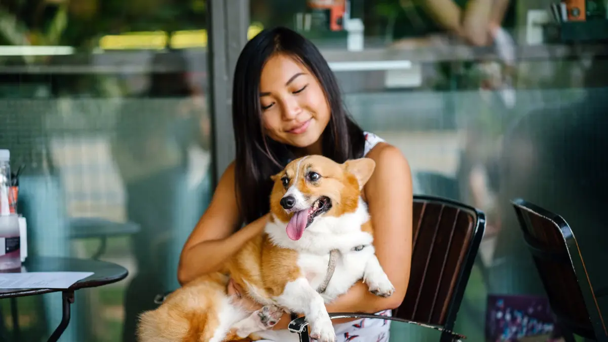 จากดราม่า ‘น้องหมากินข้าวร่วมโต๊ะในร้าน’ สู่การส่องกฎหมาย Pet Friendly ของ ‘เกาหลีใต้’