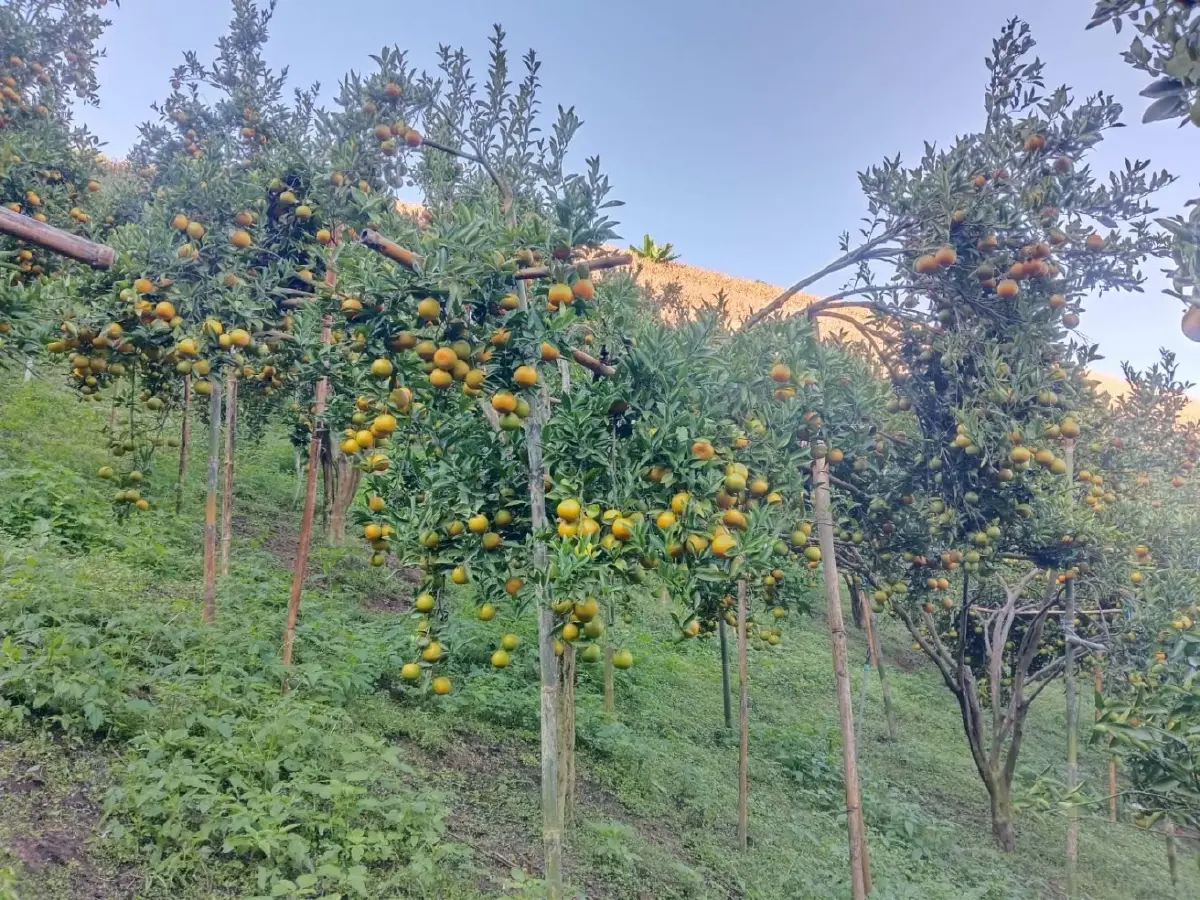 เส้นทาง “เถ้าแก่ส้ม” ร้อยล้าน ปั้นโชกุนเบตง–สายน้ำผึ้งฝางดังทั่วประเทศ