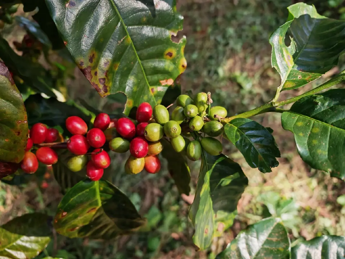 กาแฟเปลี่ยนชีวิต OR จับมือปางขอน–ผาลั้ง ปั้นต้นแบบกาแฟยั่งยืนของไทย