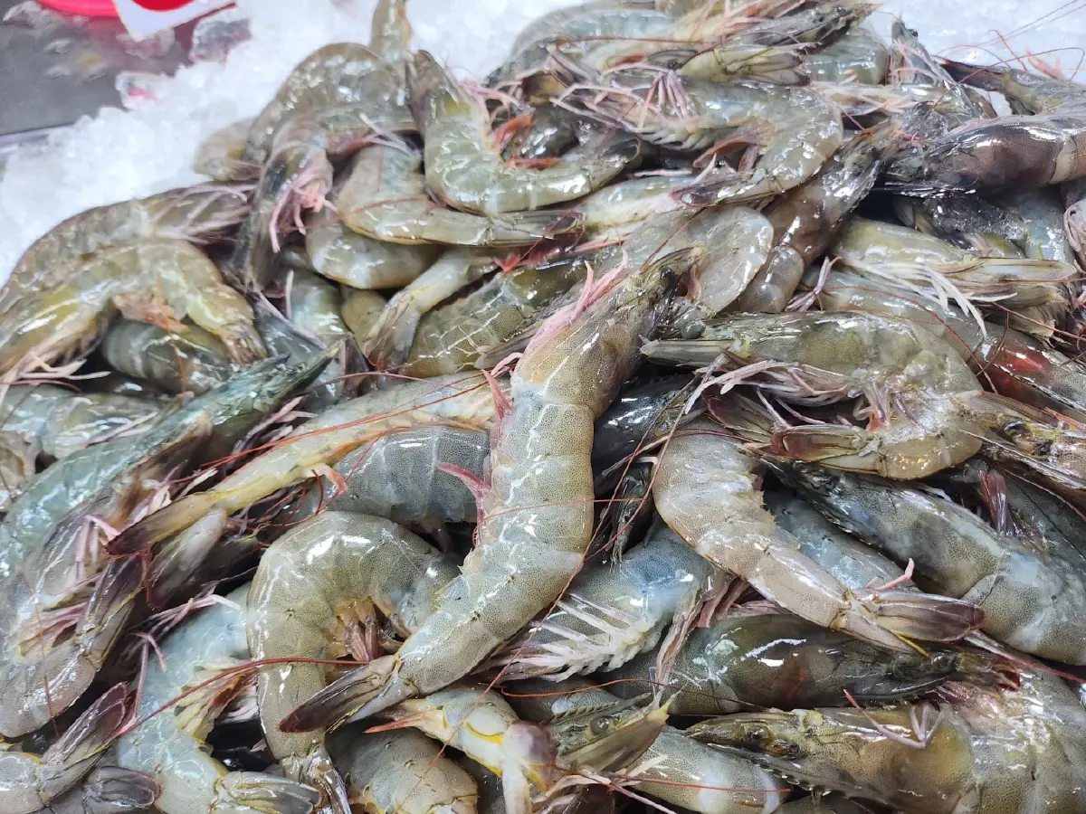 ฟื้นกุ้งไทยทั้งระบบ สมาคมกุ้ง เสนอวาระแห่งชาติ ปี 69 โอกาสทองตลาดสหรัฐ