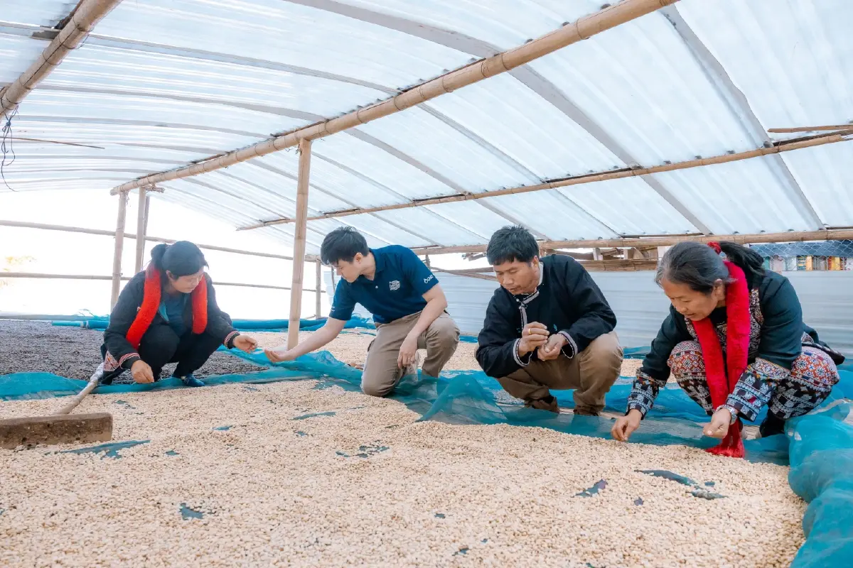 กาแฟเปลี่ยนชีวิต OR จับมือปางขอน–ผาลั้ง ปั้นต้นแบบกาแฟยั่งยืนของไทย