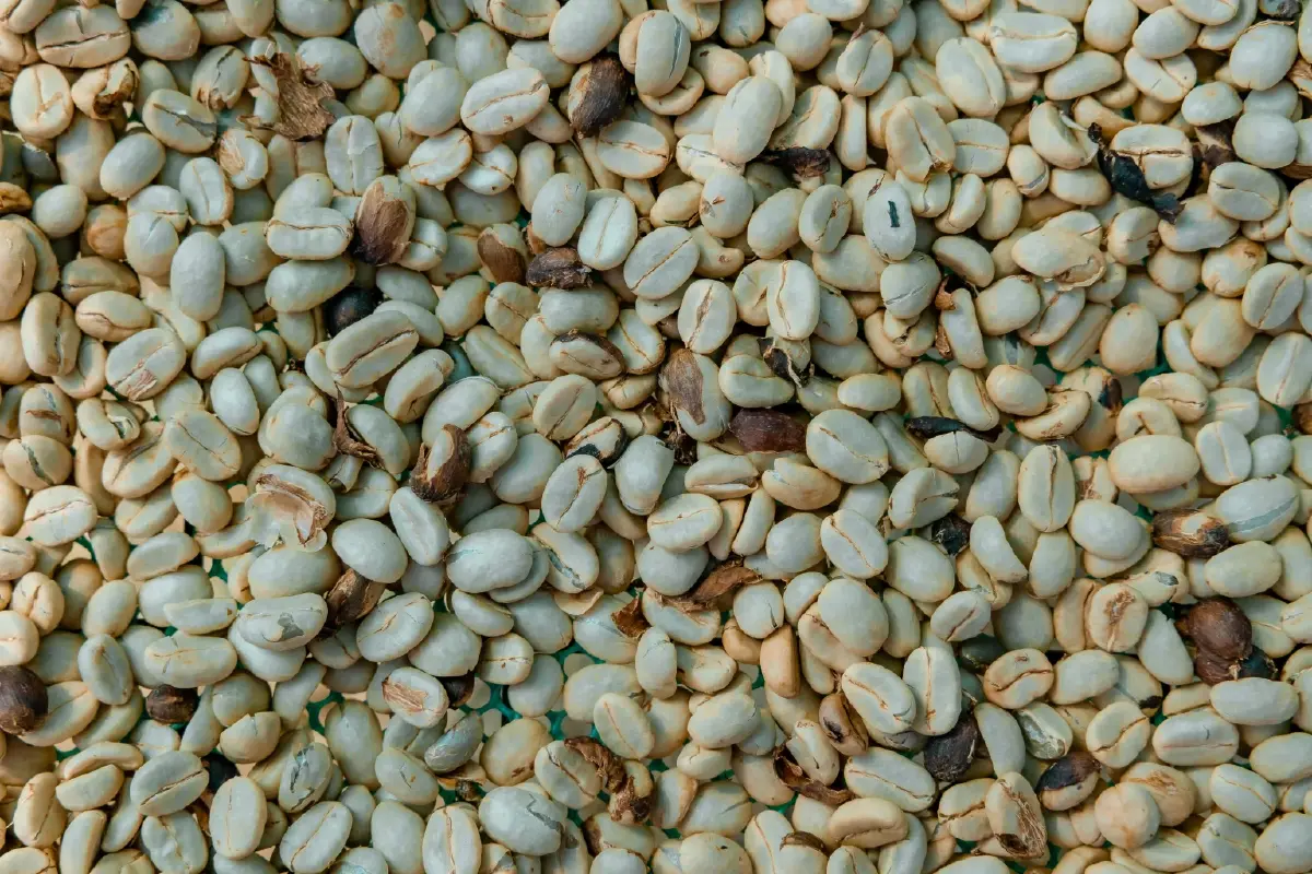 กาแฟเปลี่ยนชีวิต OR จับมือปางขอน–ผาลั้ง ปั้นต้นแบบกาแฟยั่งยืนของไทย