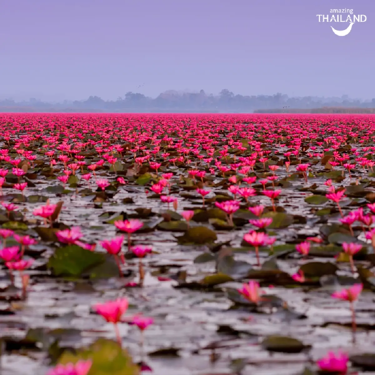 ททท. ปล่อยภาพ 'ลิซ่า' เที่ยวทะเลบัวแดง เจอจวกภาพ AI ไม่สมจริง