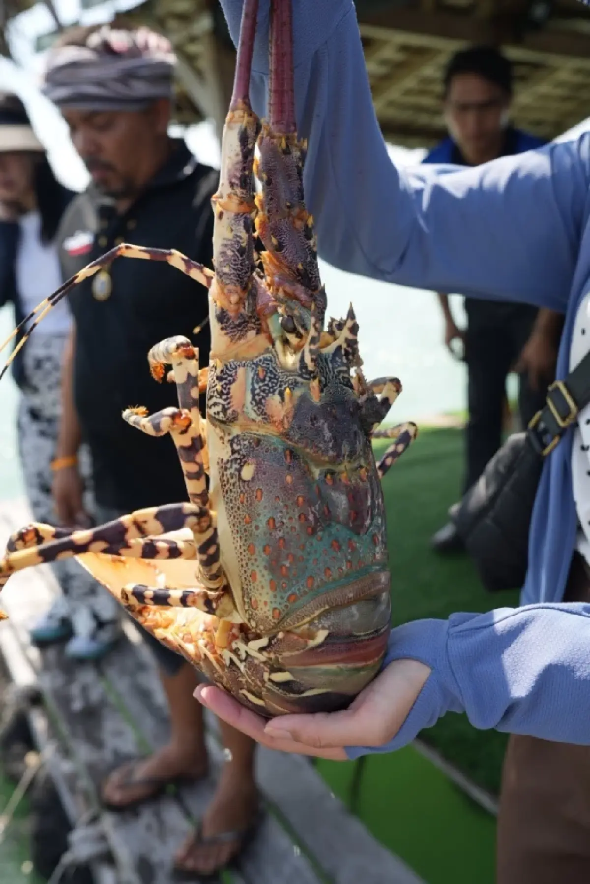 “กุ้งมังกร 7 สีภูเก็ต” ฟัวกราส์แห่งท้องทะเล GI ใหม่ กก.ละ 3 พันบาท