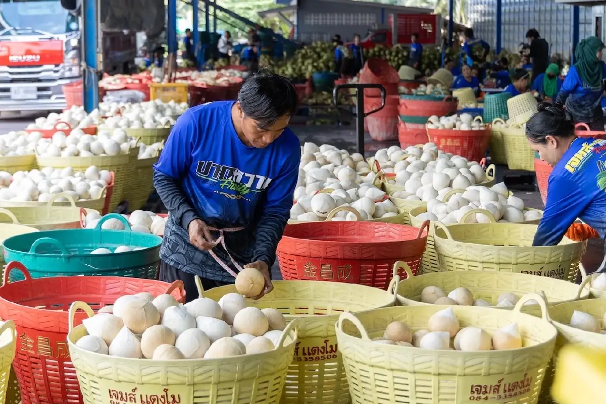 “โคโค่ เฟรส” SME มะพร้าวพร้อมทานดาวรุ่ง ส่งเซเว่นฯ วันละกว่า 2 พันลูก