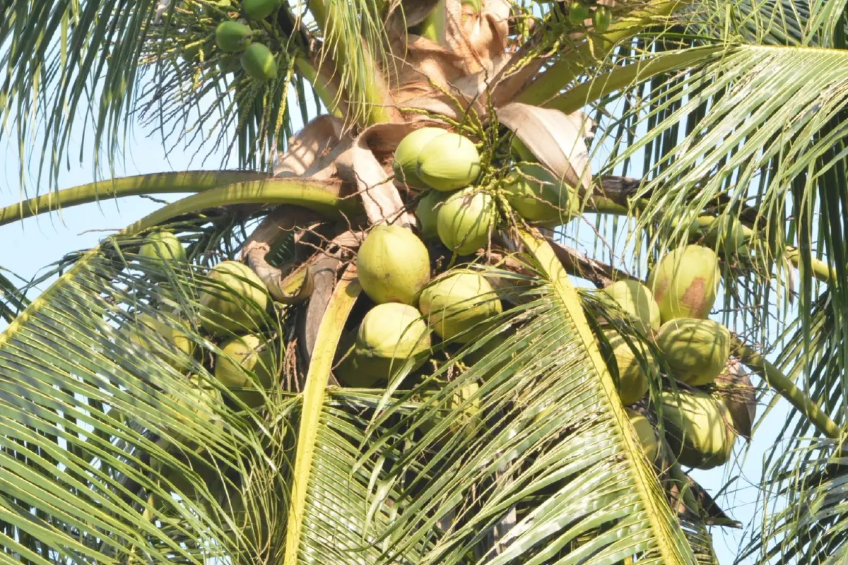 พาณิชย์รับมะพร้าวน้ำหอม 2 แสนลูก เปิด 20 จุดกระจายทั่วกทม.ปริมณฑล