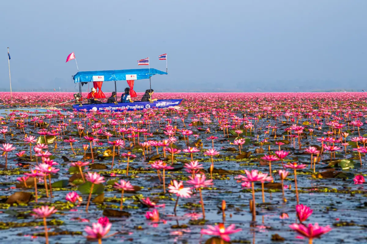 ตามรอย LISA ปลุกทะเลบัวแดงอุดรธานีคึกคัก ททท. คาดนทท. ทะลุ 1.2 แสนคน