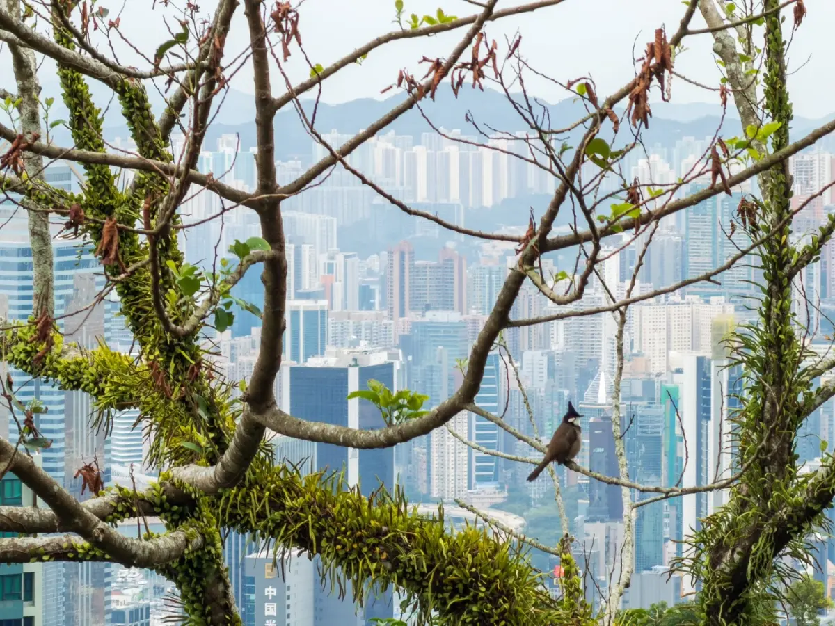 ‘เที่ยวไปวิ่งไป’ ฮ่องกง ชูเทรนด์ Runcation ปักหมุดซิตี้รันปี 2026