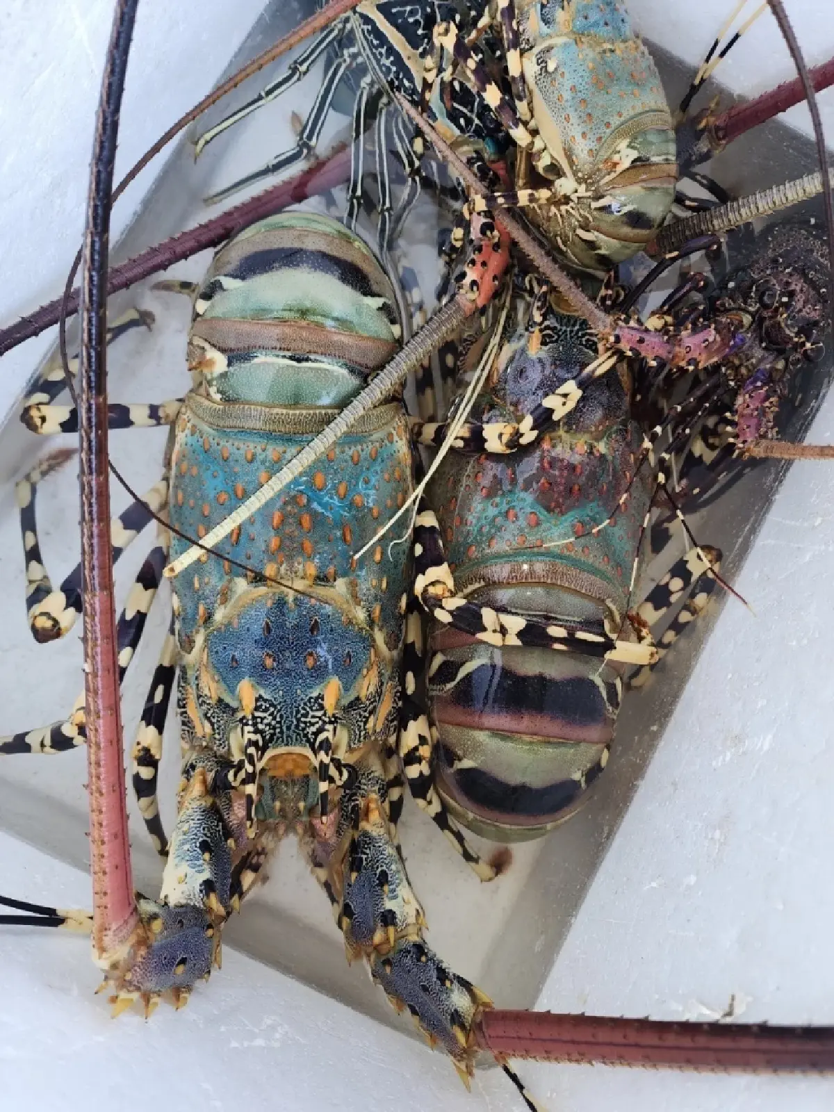 “กุ้งมังกร 7 สีภูเก็ต” ฟัวกราส์แห่งท้องทะเล GI ใหม่ กก.ละ 3 พันบาท