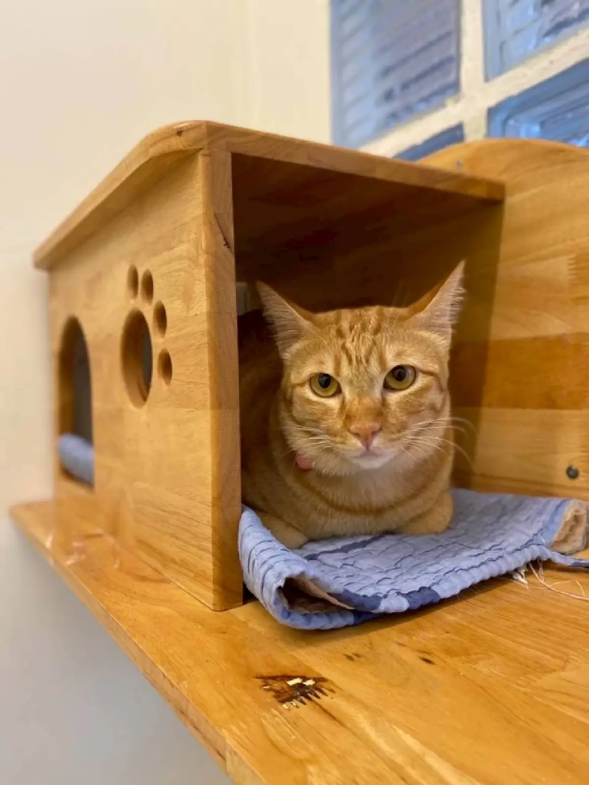 น้องเก๋งเก๋ง ที่กลับมาสุขภาพดีเหมือนเดิมหลังได้รับการรักษา