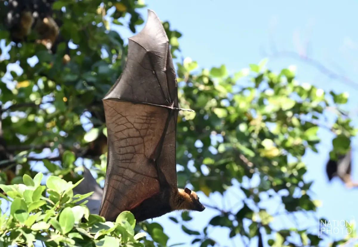 โรคนิปาห์ ภัยเงียบจากค้างคาว ความเสี่ยงไทยต้องเฝ้าระวัง