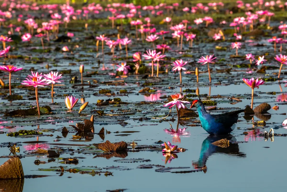 ตามรอย LISA ปลุกทะเลบัวแดงอุดรธานีคึกคัก ททท. คาดนทท. ทะลุ 1.2 แสนคน