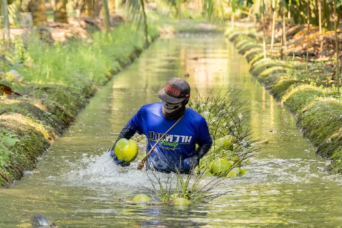 “โคโค่ เฟรส” SME มะพร้าวพร้อมทานดาวรุ่ง ส่งเซเว่นฯ วันละกว่า 2 พันลูก