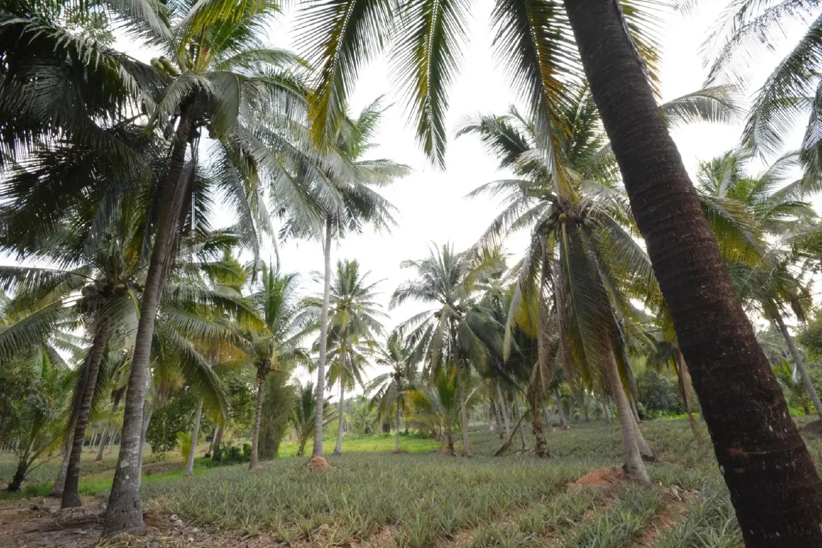 พาณิชย์รับมะพร้าวน้ำหอม 2 แสนลูก เปิด 20 จุดกระจายทั่วกทม.ปริมณฑล