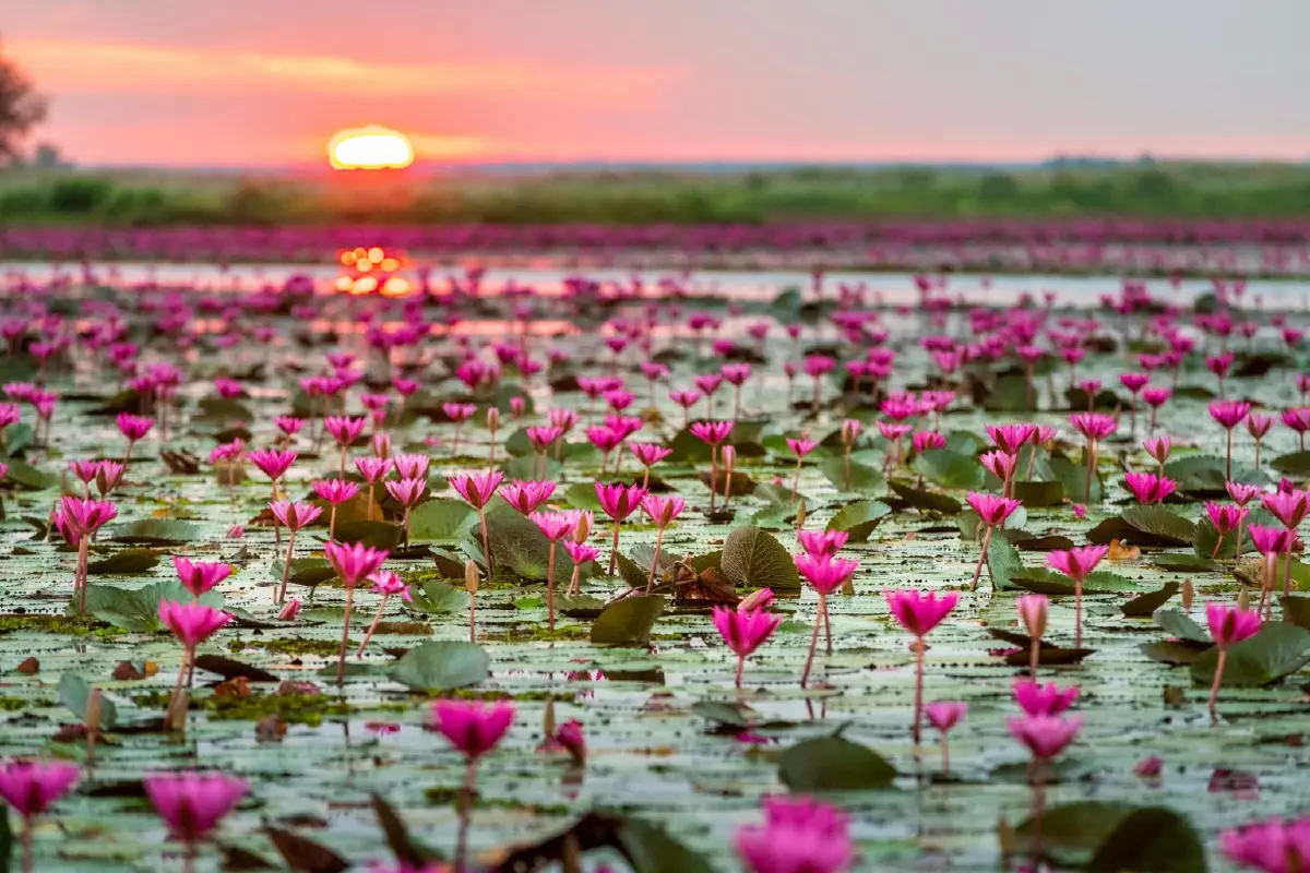 ทะเลบัวแดง