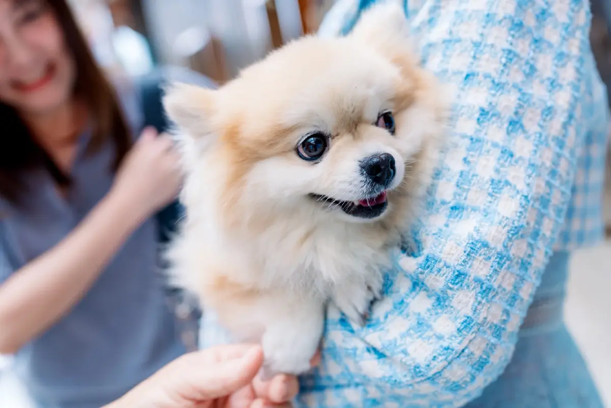 PetGeneX ธนาคารสเต็มเซลล์สัตว์เลี้ยงจากเลือดรายแรกของไทย!