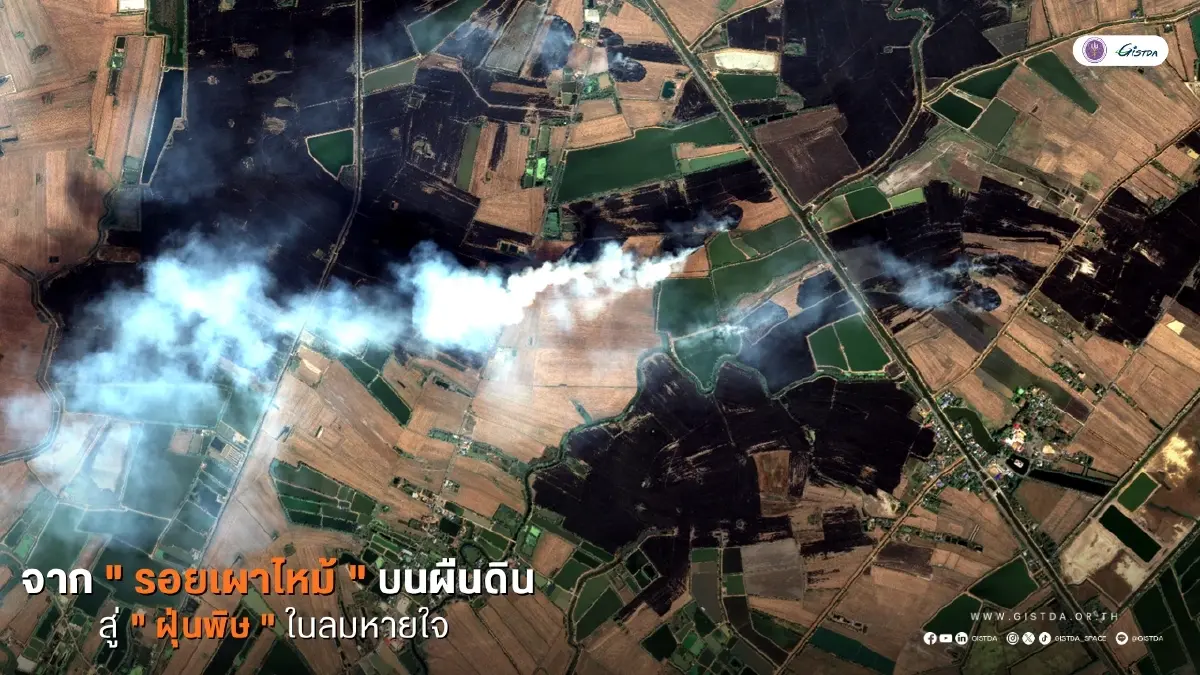 ภาพถ่ายจากดาวเทียม THEOS-2 แสดงได้ชัดถึงร่องรอยความเสียหายจากการเผาในพื้นที่เกษตรกรรม ทั้งคราบเขม่าสีดำบนผืนนาและกลุ่มควันสีขาวที่กำลังลอยฟุ้งกระจาย ซึ่งเป็นหลักฐานเชิงประจักษ์ของมลพิษทางอากาศ / ภาพจาก GISTDA
