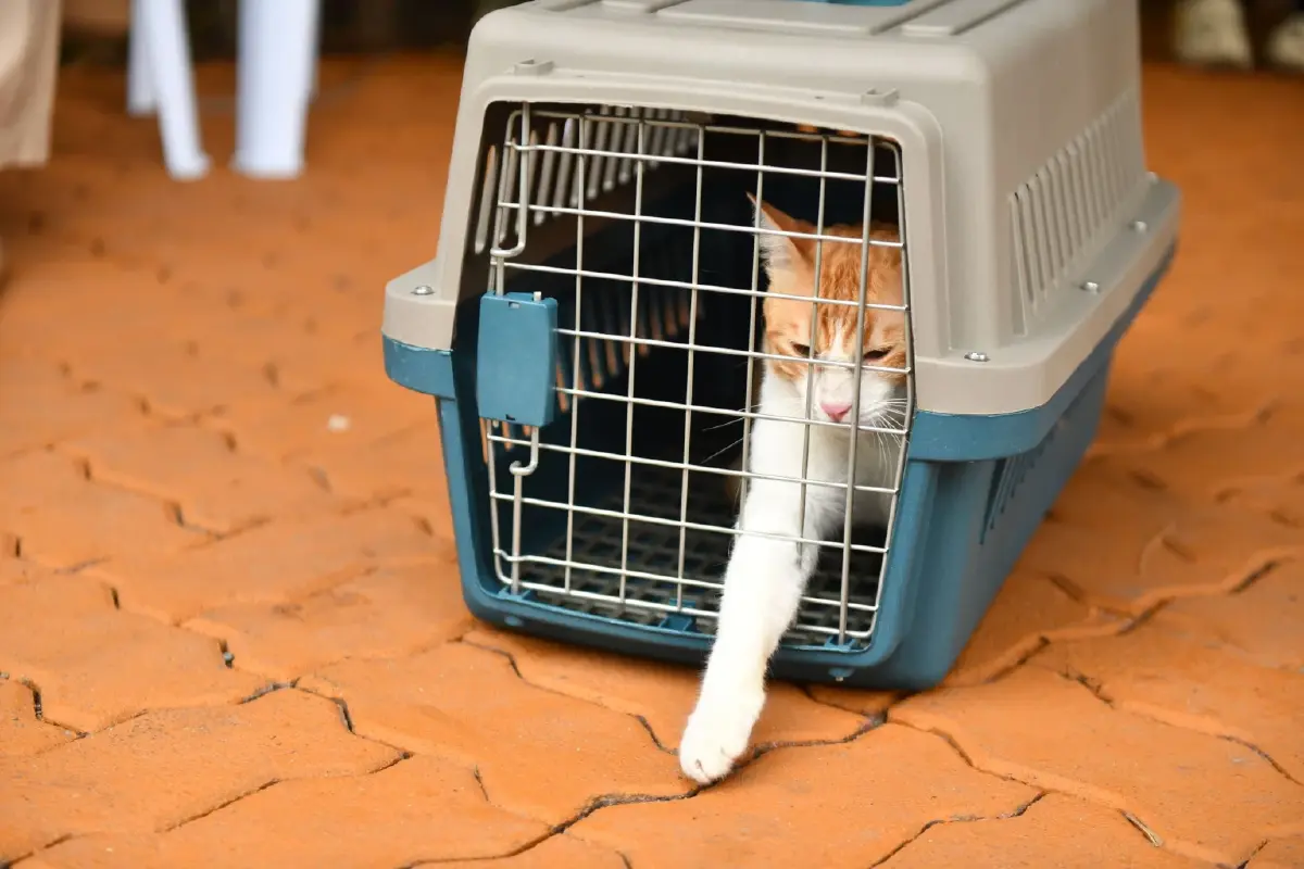 กทม.รุกหมู่บ้านชัยพฤกษ์ ฝังชิป-จดทะเบียนหมาแมว 97 ตัว ฟรี!