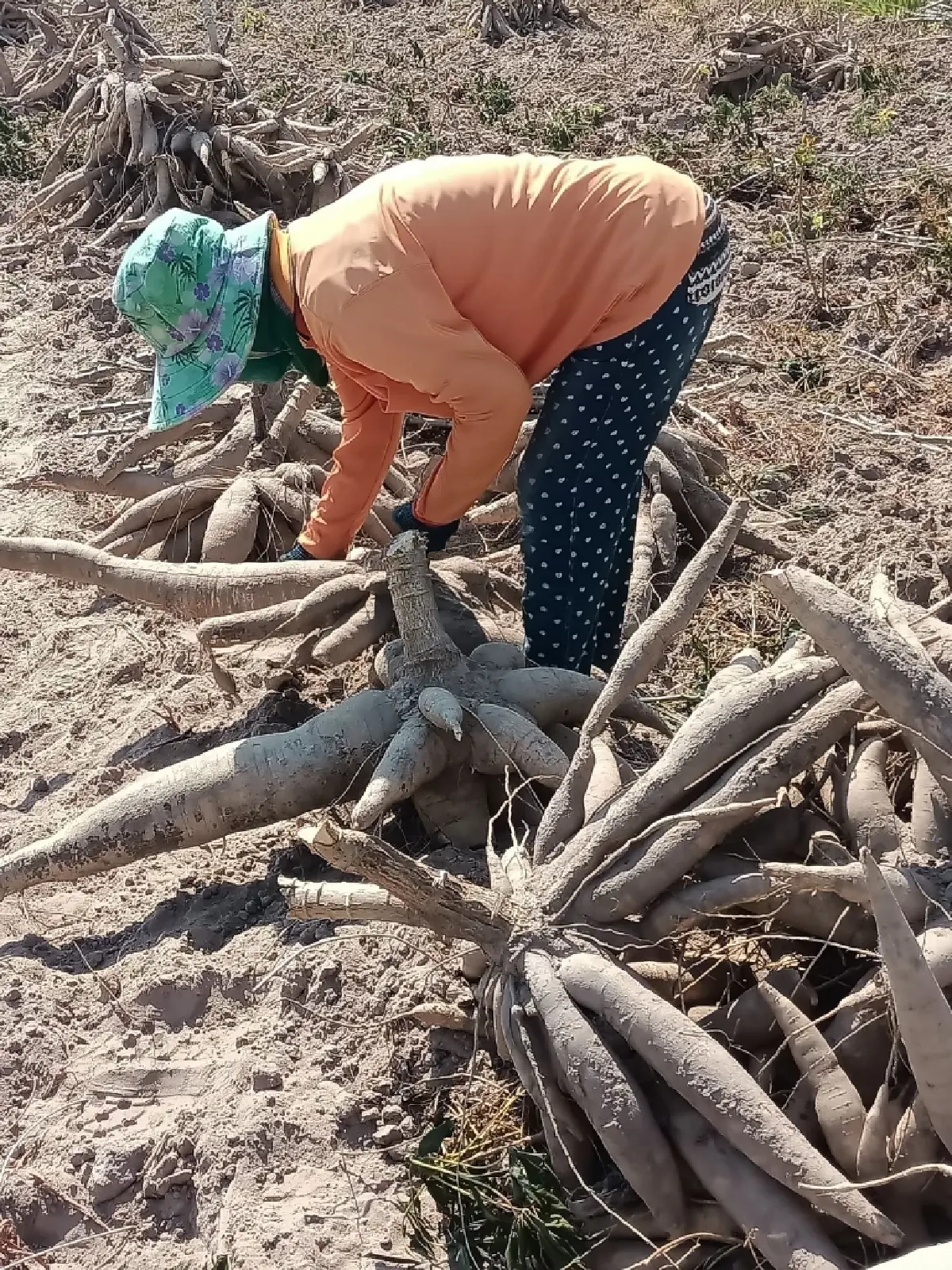 เกษตรฯ ปลื้มแปลงใหญ่มันสำปะหลังร้อยเอ็ด รายได้พุ่ง 80% ต้นแบบเกษตรมูลค่าสูง