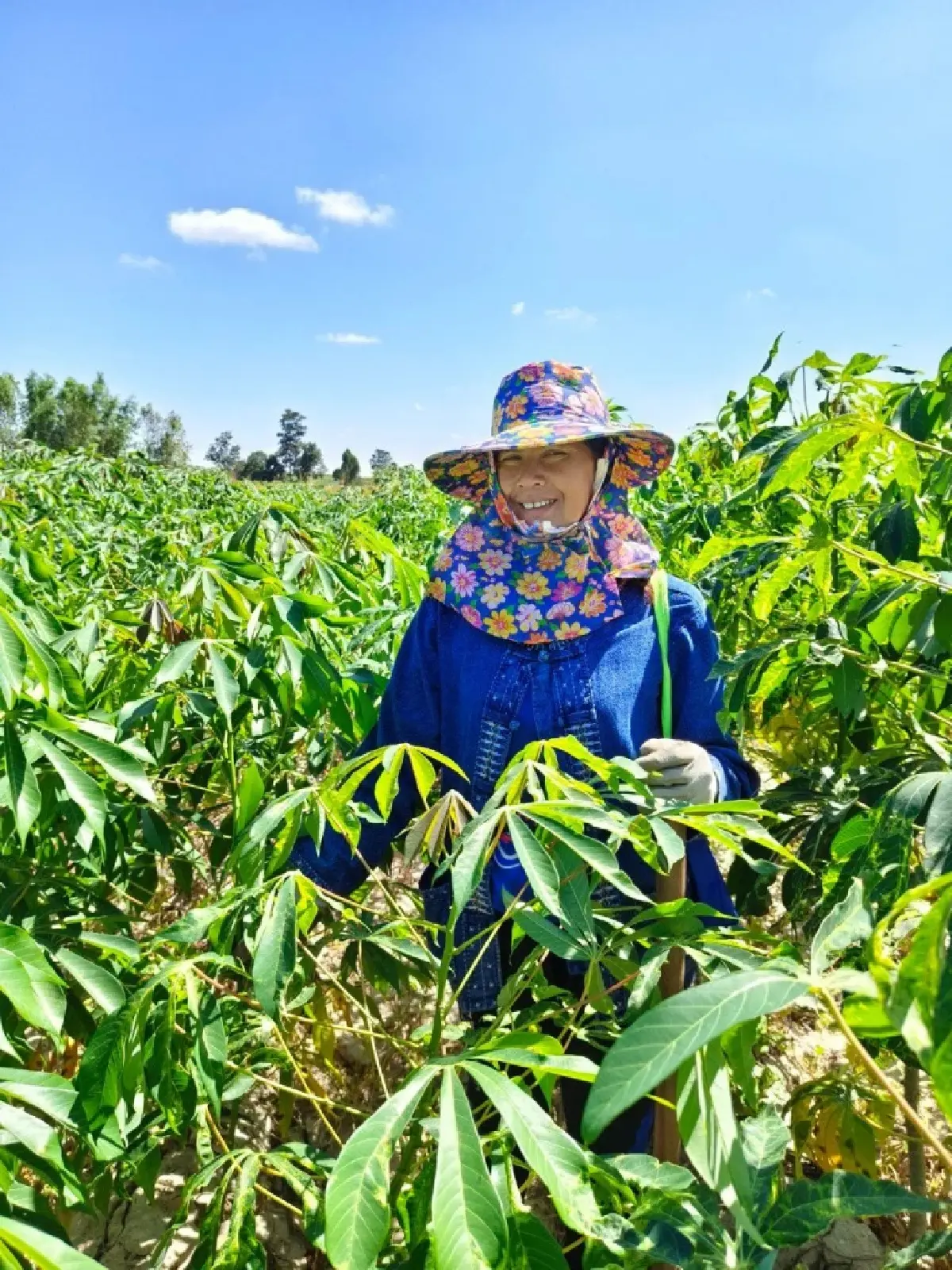 เกษตรฯ ปลื้มแปลงใหญ่มันสำปะหลังร้อยเอ็ด รายได้พุ่ง 80% ต้นแบบเกษตรมูลค่าสูง