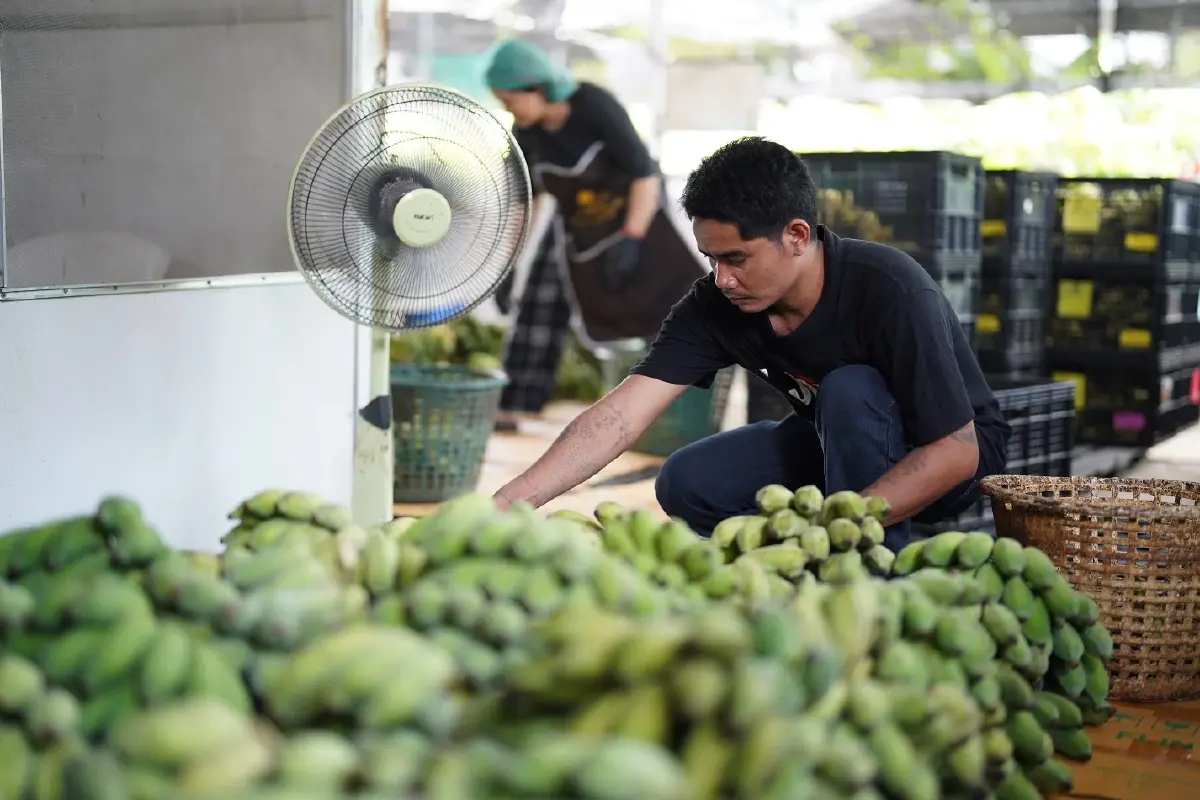 กล้วยสมุทรสงคราม พลิกกล้วยไร้มูลค่า สู่รายได้วันละ 7,000 บาท