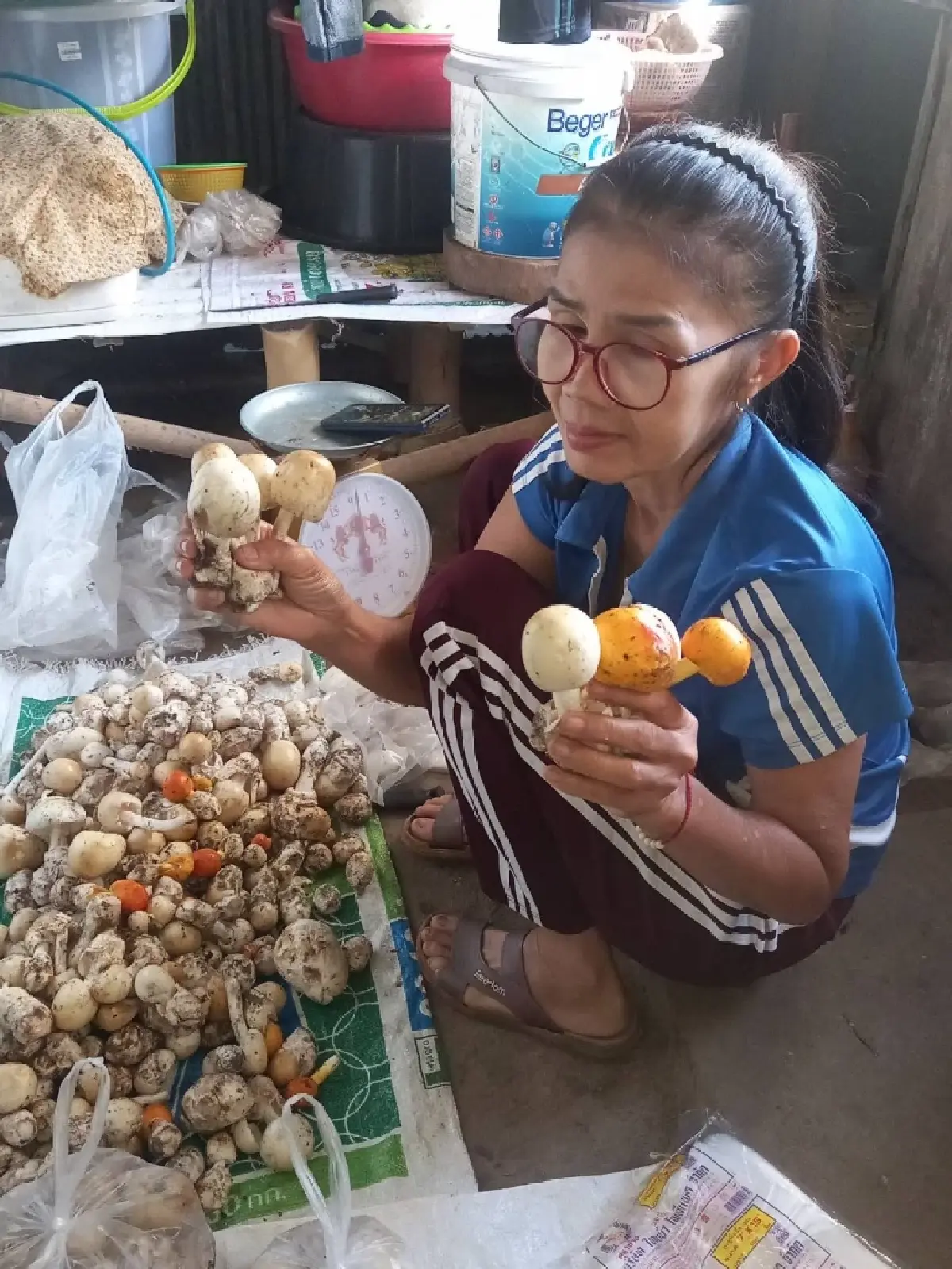 “ป่าสร้างรายได้” พลิกชีวิตชาวทาเหนือด้วยนวัตกรรมและภูมิปัญญา