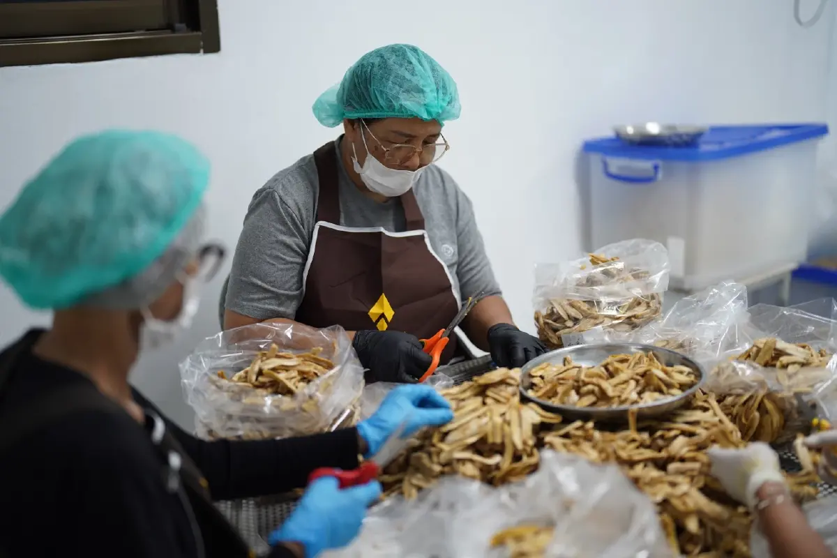 กล้วยสมุทรสงคราม พลิกกล้วยไร้มูลค่า สู่รายได้วันละ 7,000 บาท