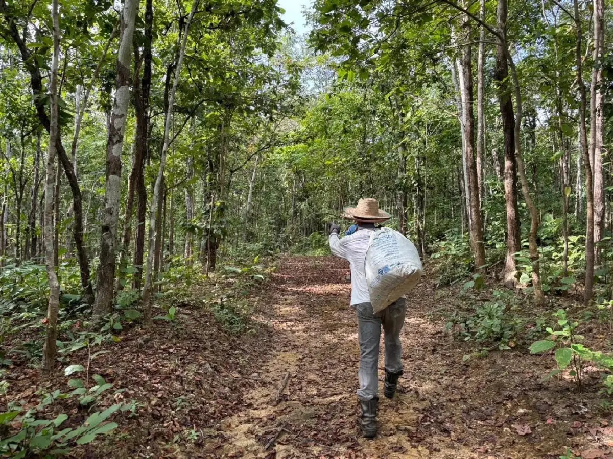 “ป่าสร้างรายได้” พลิกชีวิตชาวทาเหนือด้วยนวัตกรรมและภูมิปัญญา