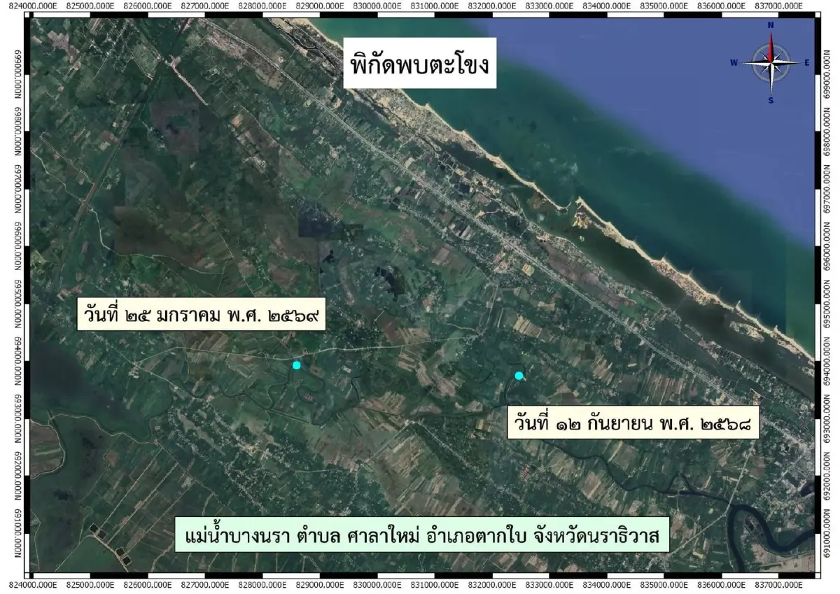 ยืนยัน! พบ “ตะโขง” จริงที่ตากใบ หลังเคยเชื่อว่าสูญพันธุ์ไปแล้ว