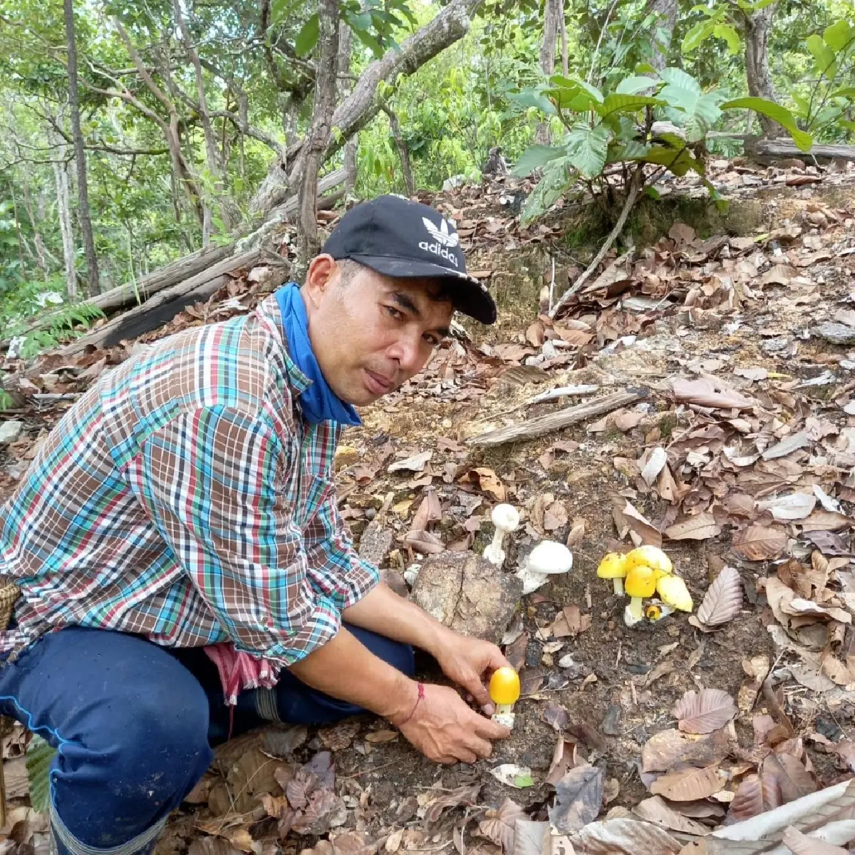 “ป่าสร้างรายได้” พลิกชีวิตชาวทาเหนือด้วยนวัตกรรมและภูมิปัญญา