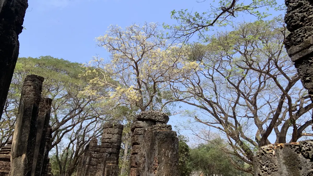 ความร่มรื่นของแมกไม้ภายในโบราณสถานของศรีสัชนาลัย บนเส้นทางจักรยาน