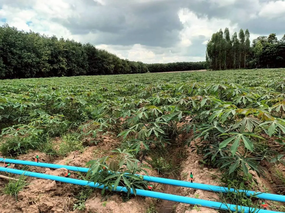 เกษตรฯ ปลื้มแปลงใหญ่มันสำปะหลังร้อยเอ็ด รายได้พุ่ง 80% ต้นแบบเกษตรมูลค่าสูง